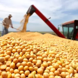 Exportaciones de soja y ma�z.