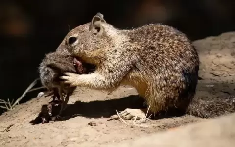 Las adorables ardillas han desarrollado gusto por la carne