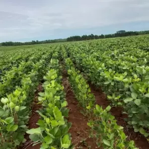 Plantaciones de soja.