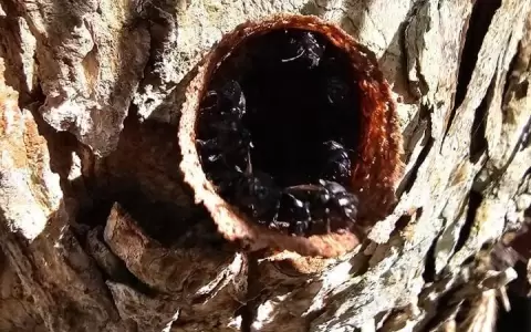 Otra abeja sin aguij�n: el tapezu� (Scaptotrigona depilis)