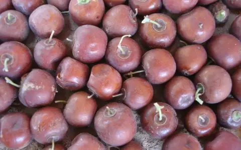 Sabores de la naturaleza: la magia de las frutas silvestres