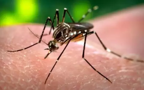 Nueva epidemia de dengue registra primer fallecido, informa Salud