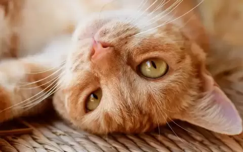 La ciencia descubre por fin por qu� existen gatos naranjas