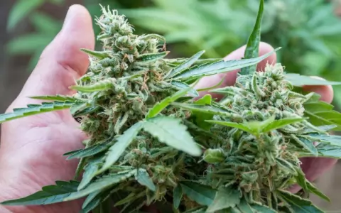 Flores de cannabis.