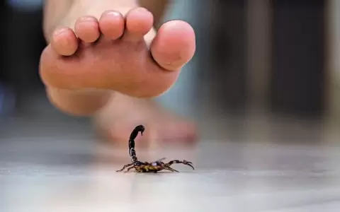 Alacranes hacen su aparici�n en �poca de altas temperaturas, advierte infect�loga