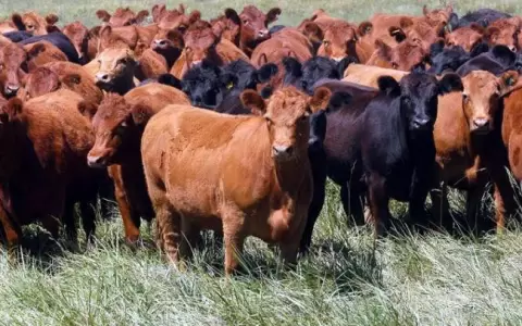 Contin�a la tendencia alcista para el precio del ganado gordo de exportaci�n