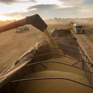Investigadores evaluaron distintos programas de control qu�mico basados en combinaciones de fungicidas con diferentes mecanismos de acci�n.
