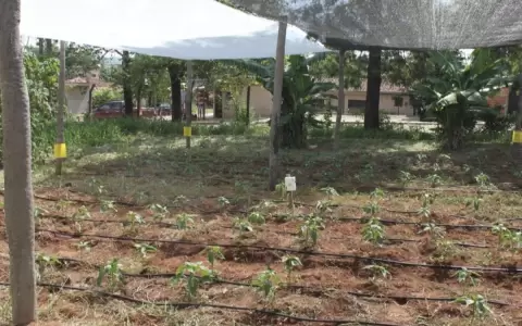 Productores recibieron semillas.
