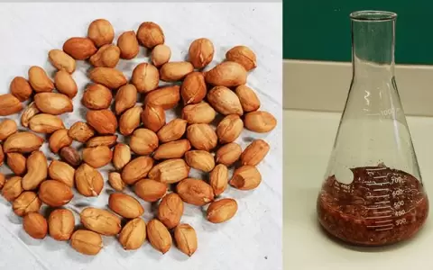 Detectan propiedades inhibidoras contra el virus del dengue en el extracto de un fruto seco