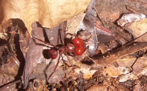 Las hormigas cortadoras que no comen plantas, las Atta
