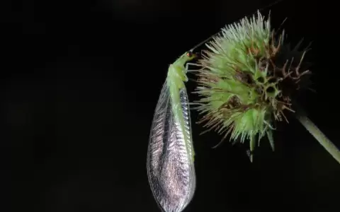 Un peque�o pero voraz depredador que pone huevos raros