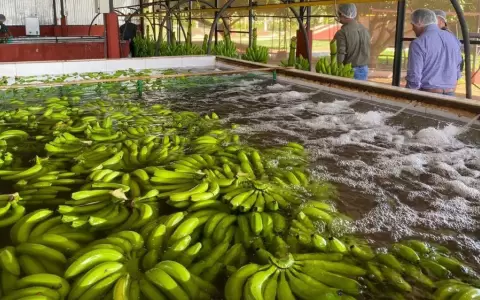 Paraguay marc� un hito en sus exportaciones frutihort�colas con un aumento del 28%