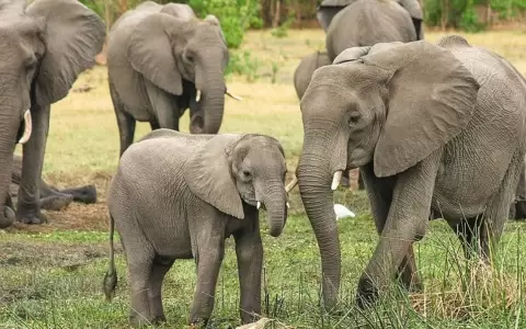 Muere una turista espa�ola al ser atacada por un elefante en Tailandia