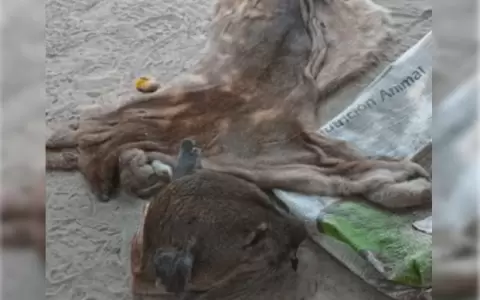 Detienen e imputan a tres hombres por faenar un puma en el Chaco