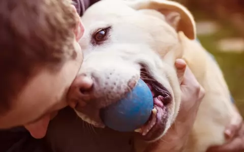 Las razones por las que (no) deber�as tener un perro