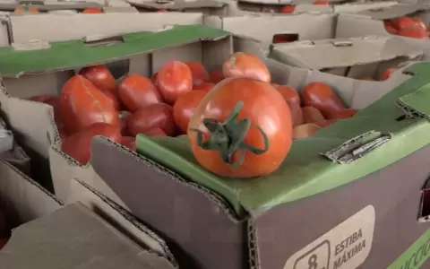 Incautan m�s de 20 toneladas de tomate y cebolla de contrabando