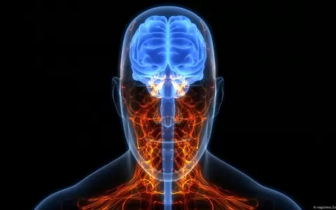 Estudio: nuestro cerebro es mucho m�s lento que el Internet