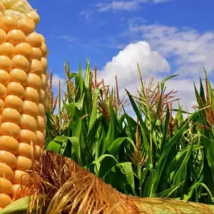 Aumento de demanda en Brasil mejora las exportaciones de maíz paraguayo en lo que va del año
