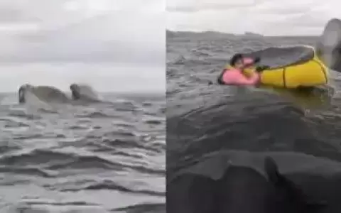 Una ballena traga y escupe a un hombre que navegaba en kayak por el estrecho de Magallanes