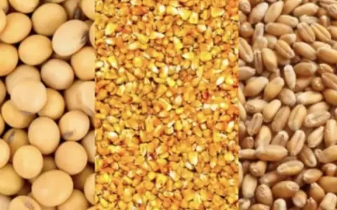 Para el campo, buscan promover el uso de semillas certificadas