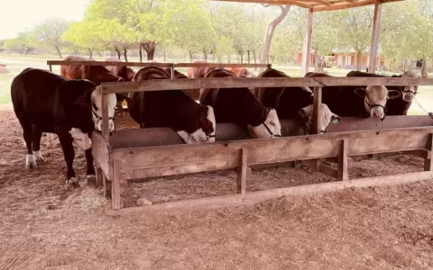 Sector primario se lanz� en la b�squeda del instituto de la carne con un anteproyecto de ley