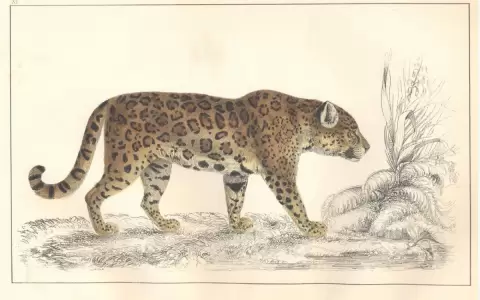 �Puma Concolor�