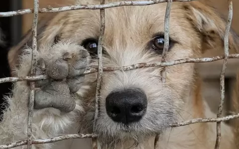 Advierten sobre robo de mascotas y pedido de rescate como nueva modalidad de delincuentes