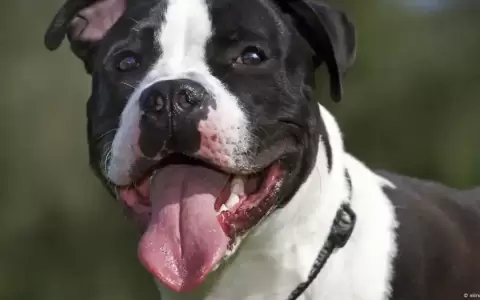 Ejemplar canino.