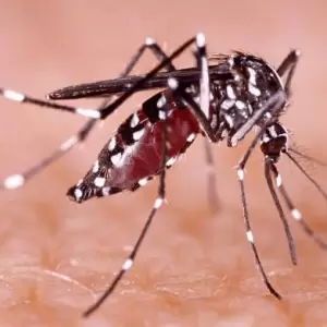Insisten en el control de criaderos para frenar la circulación del virus del dengue