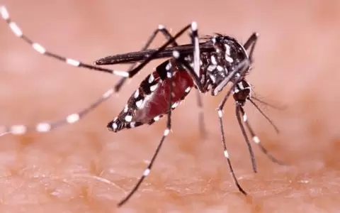 Mosquito del dengue.