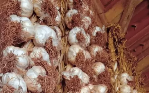 Buscan reactivar el cultivo de ajo en General Artigas