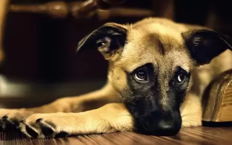 Imputan a un anciano que dispar� a un perro frente a su peque�a due�a