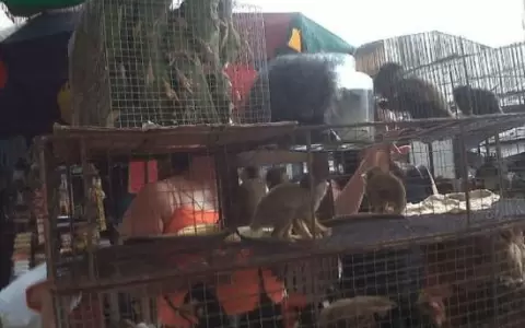 Piden sanciones m�s duras para quienes vendan ilegalmente animalitos en el Mercado 4