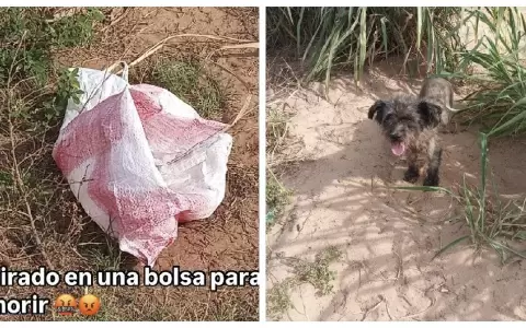 Un perrito fue abandonado en una bolsa en la rivera de San Antonio