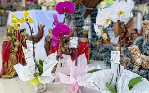 No te quedes sin adquirir tu regalo: feria y exposici�n de orqu�deas por el D�a de los Enamorados
