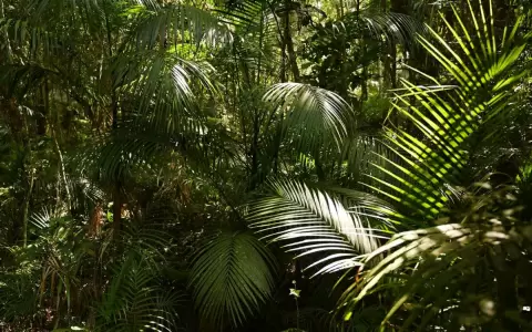 El palmito silvestre, un elemento clave de nuestra biodiversidad