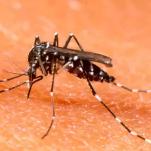 Prevenir criaderos del mosquito para evitar dengue y otras arbovirosis