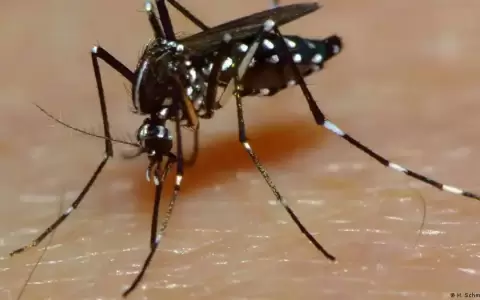 Brasil anuncia su primera vacuna contra el dengue