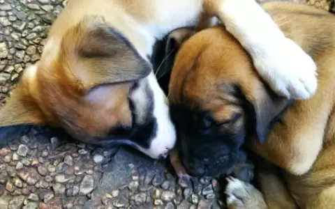 Salud insta a mantener vacunadas a las mascotas para evitar circulaci�n de la rabia
