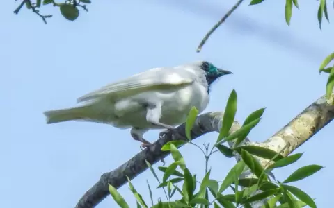 Tesoro alado de la naturaleza: el p�jaro campana
