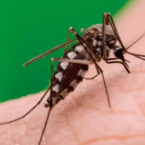 Reportan notificaciones de dengue en ascenso desde hace cuatro semanas