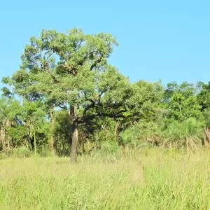 Día Internacional de los Bosques: proceso de la crisis forestal en Paraguay