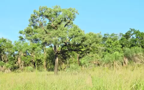 D�a Internacional de los Bosques: proceso de la crisis forestal en Paraguay