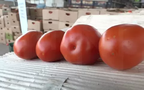220 toneladas por d�a es el consumo de tomates en Paraguay y tiende a aumentar