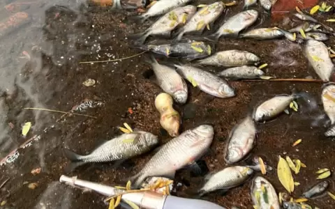 Denuncian extrema mortandad de peces en el arroyo Lambar�