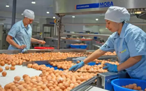 Producci�n de huevos ser� abundante para Semana Santa, seg�n Avipar