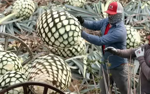 Europeos y mexicanos, en defensa del tequila y el champ�n