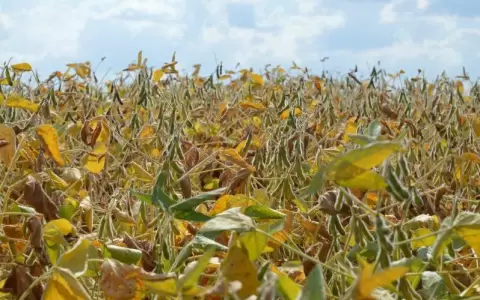 Sequ�a asfixia al sector agro