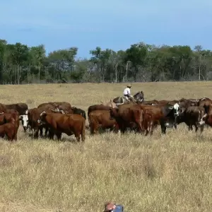 El 80% del hato ganadero est� en manos de productores de m�s de 500 cabezas