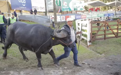 Asociaciones de criadores de razas �lite de la ganader�a se preparan para Expo Paraguay